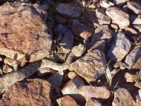 image of horned_viper