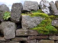 image of stone_wall