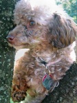 image of toy_poodle