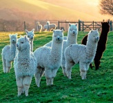 image of alpaca #15