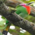 image of bird