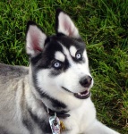 image of siberian_husky #13