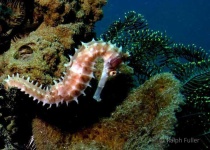 image of seahorse #18