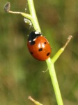 image of ladybug