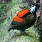 image of bird