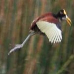 image of bird