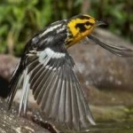 image of bird
