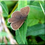 image of ringlet