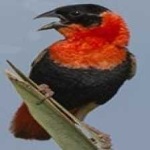image of bird
