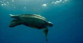 image of animal