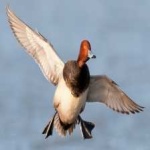 image of bird