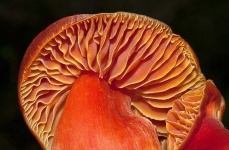 image of mushrooms