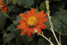 image of flower