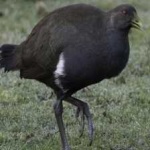 image of bird