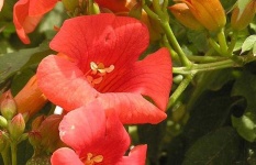 image of flower