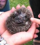 image of hedgehog