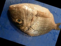 image of red_sea_bream #6