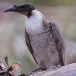 image of bird