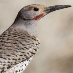 image of bird