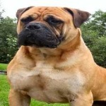 image of animal