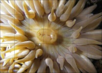 image of sea_anemone
