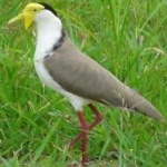 image of bird