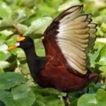 image of bird