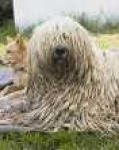 image of komondor