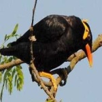 image of enggano_myna #20