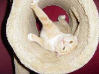 image of animal