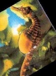 image of sea_horse