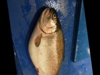 image of trout #3