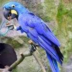 image of lears_macaw #19