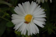 image of flower