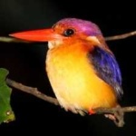 image of rufous_kingfisher #5