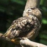 image of bird