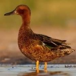 image of bird