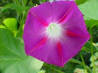 image of flower