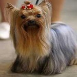image of animal