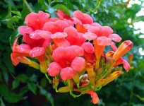 image of flower