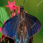 image of animal