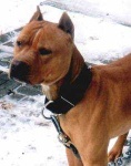 image of animal