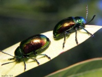 image of ground_beetle
