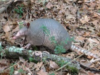 image of armadillo
