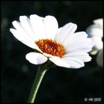 image of daisy
