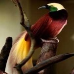 image of bird