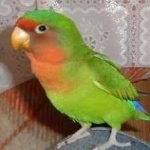 image of bird