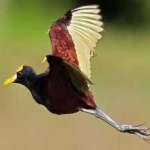 image of bird