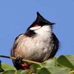 image of bird