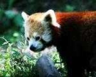 image of lesser_panda #10